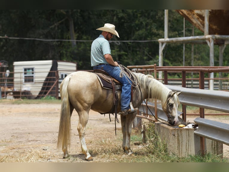 American Quarter Horse Castrone 6 Anni 152 cm Palomino in Collinsville