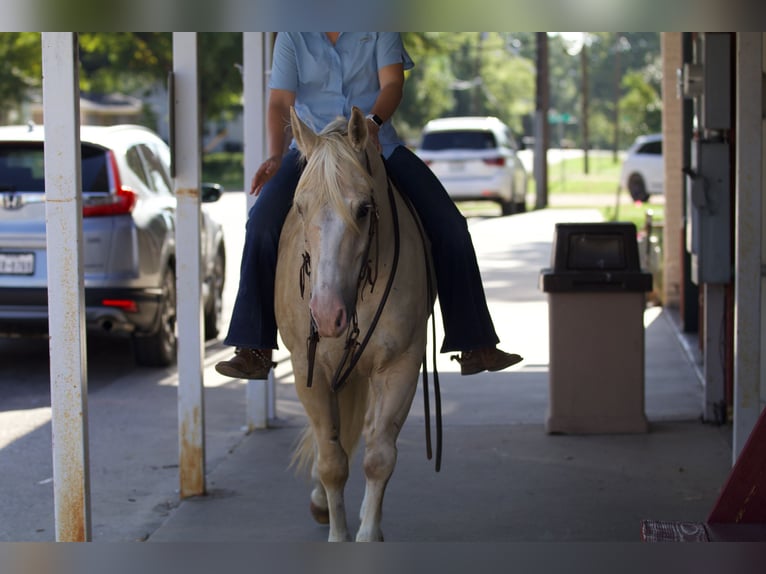 American Quarter Horse Castrone 6 Anni 152 cm Palomino in Collinsville