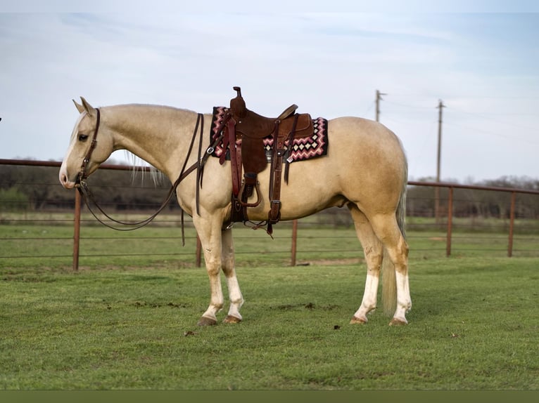 American Quarter Horse Castrone 6 Anni 152 cm Palomino in Collinsville