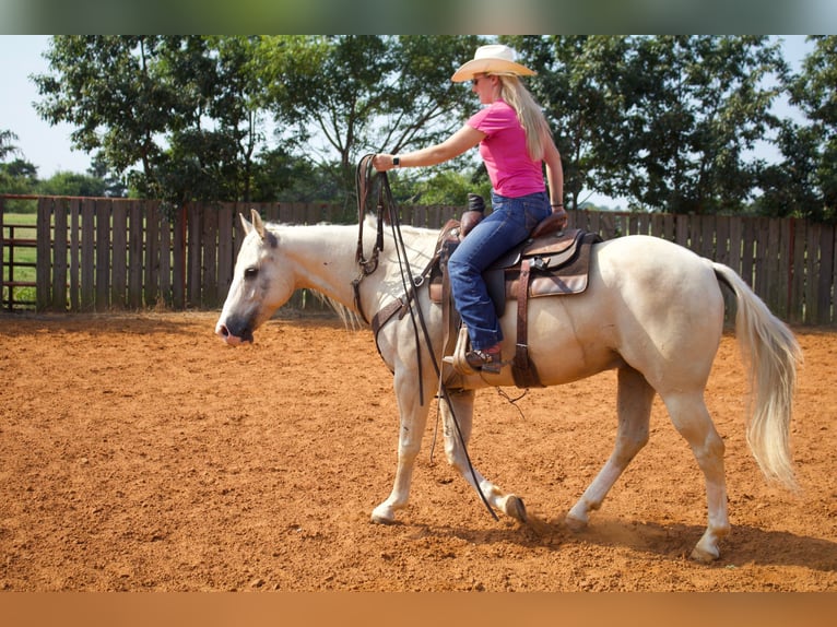 American Quarter Horse Castrone 6 Anni 152 cm Palomino in Collinsville