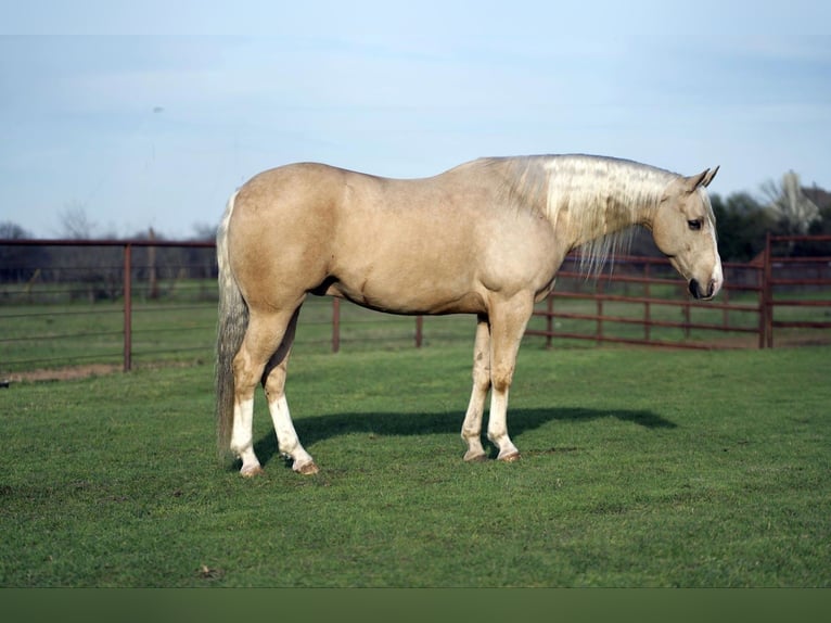 American Quarter Horse Castrone 6 Anni 152 cm Palomino in Collinsville