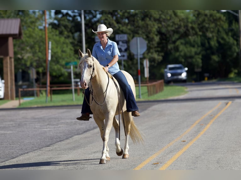 American Quarter Horse Castrone 6 Anni 152 cm Palomino in Collinsville