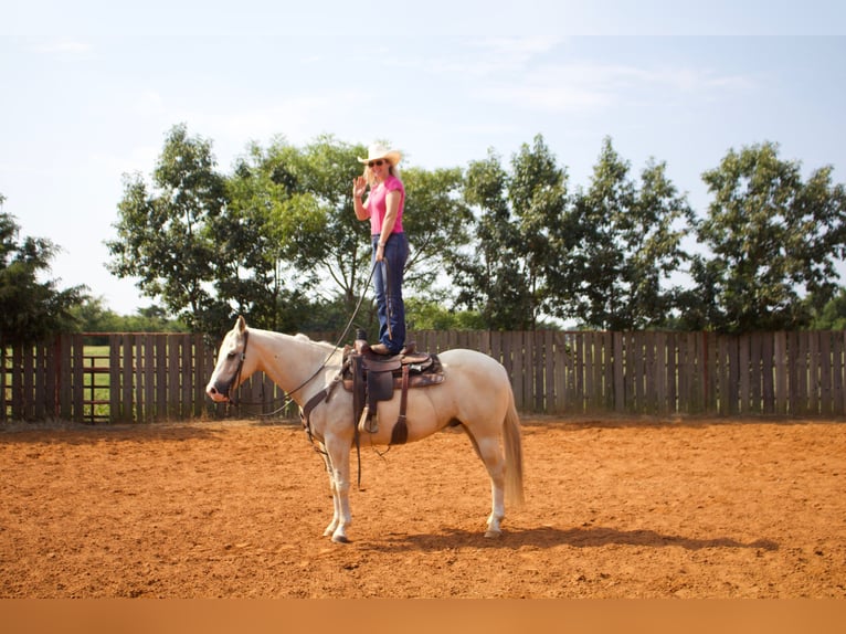 American Quarter Horse Castrone 6 Anni 152 cm Palomino in Collinsville