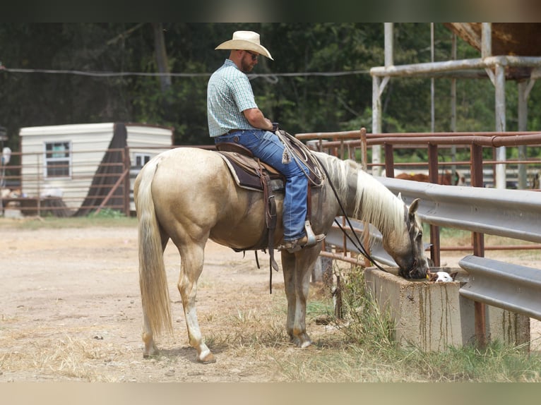 American Quarter Horse Castrone 6 Anni 152 cm Palomino in Collinsville