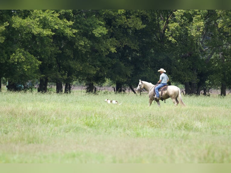 American Quarter Horse Castrone 6 Anni 152 cm Palomino in Collinsville