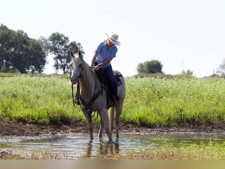 American Quarter Horse Castrone 6 Anni 152 cm Palomino in Collinsville