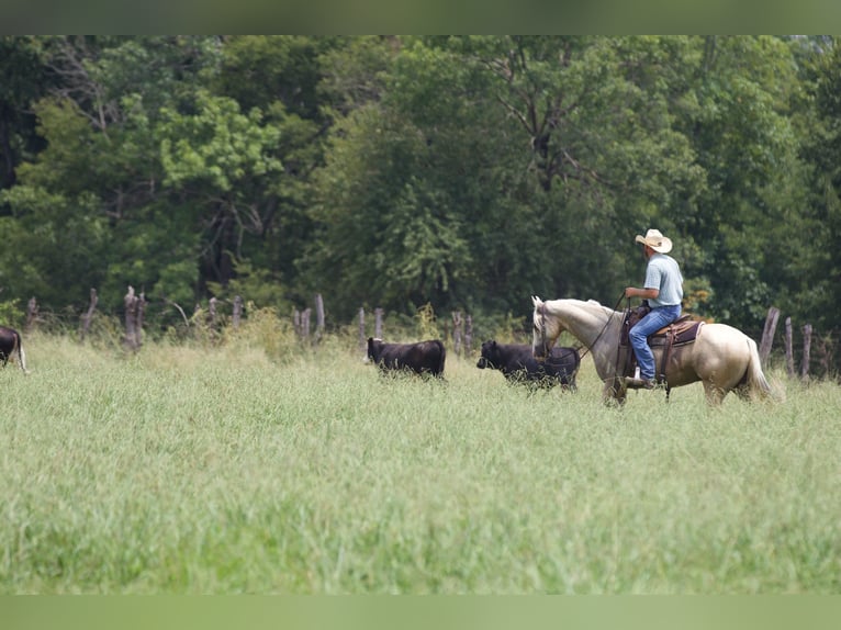 American Quarter Horse Castrone 6 Anni 152 cm Palomino in Collinsville