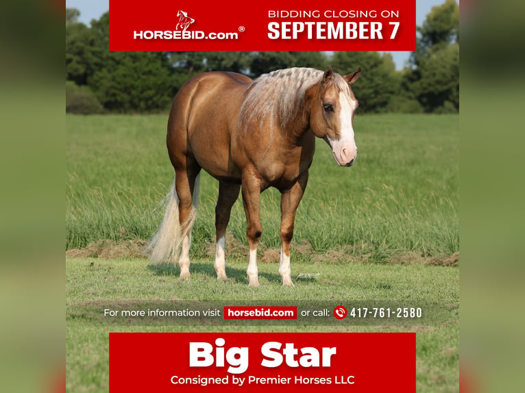 American Quarter Horse Castrone 6 Anni 152 cm Palomino in Buffalo