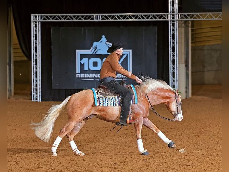 American Quarter Horse Castrone 6 Anni 152 cm Palomino in Buffalo