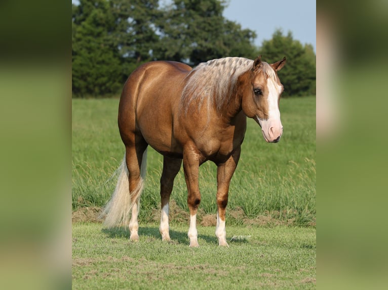 American Quarter Horse Castrone 6 Anni 152 cm Palomino in Buffalo