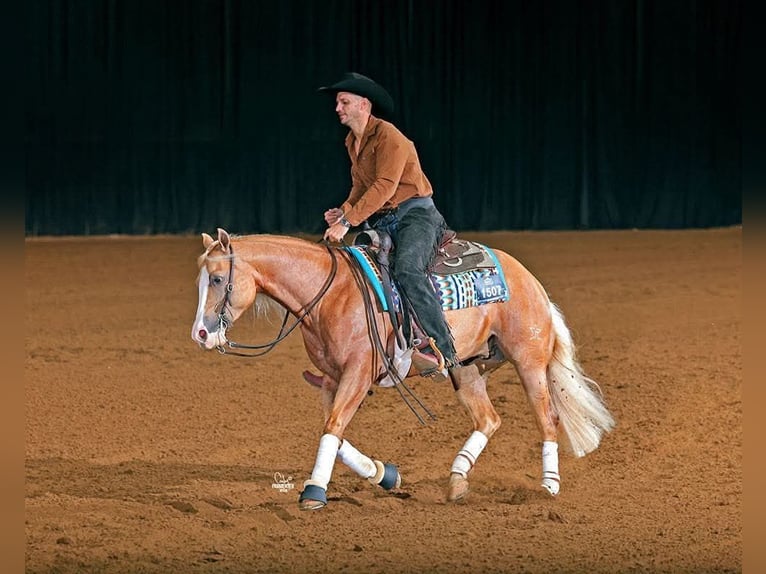 American Quarter Horse Castrone 6 Anni 152 cm Palomino in Buffalo