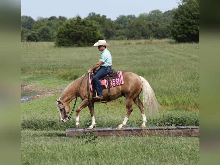 American Quarter Horse Castrone 6 Anni 152 cm Palomino in Buffalo