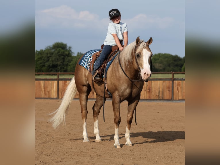 American Quarter Horse Castrone 6 Anni 152 cm Palomino in Buffalo