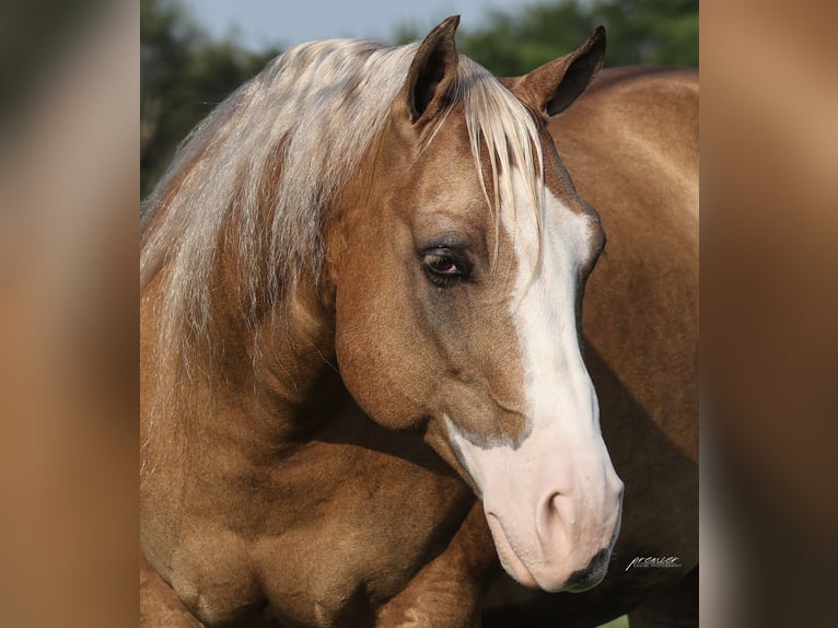 American Quarter Horse Castrone 6 Anni 152 cm Palomino in Buffalo
