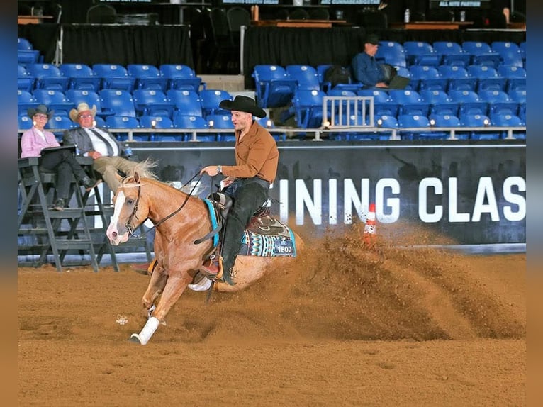 American Quarter Horse Castrone 6 Anni 152 cm Palomino in Buffalo