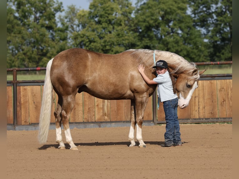 American Quarter Horse Castrone 6 Anni 152 cm Palomino in Buffalo
