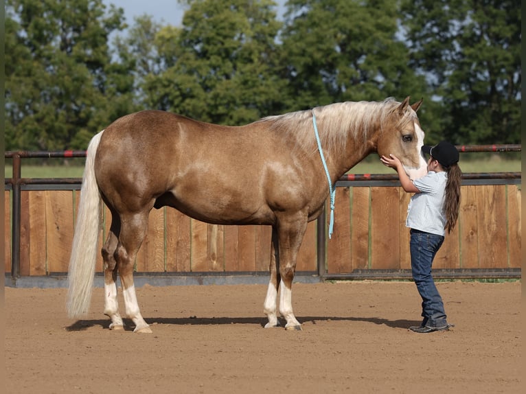 American Quarter Horse Castrone 6 Anni 152 cm Palomino in Buffalo