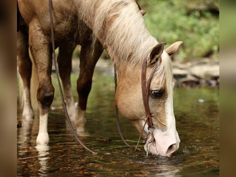 American Quarter Horse Castrone 6 Anni 152 cm Palomino in Buffalo