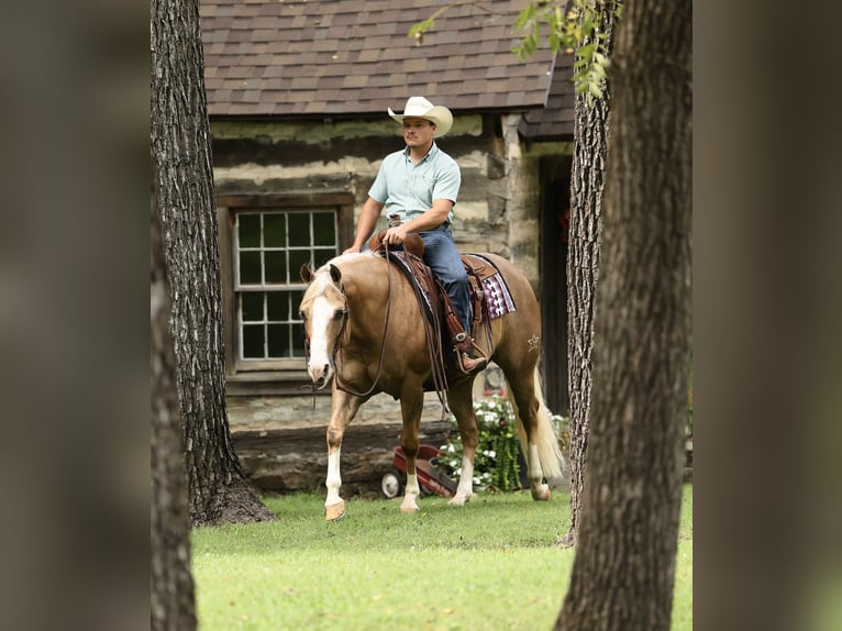 American Quarter Horse Castrone 6 Anni 152 cm Palomino in Buffalo