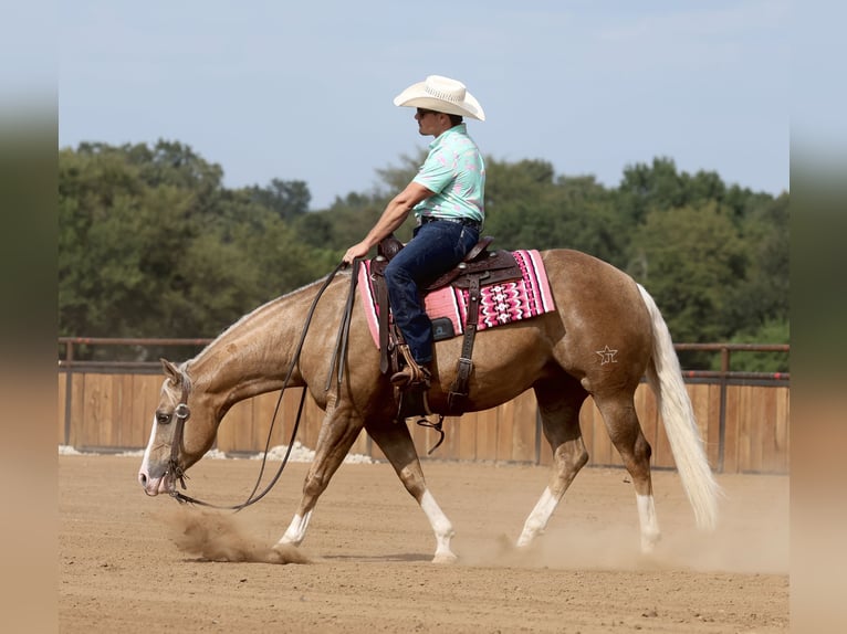 American Quarter Horse Castrone 6 Anni 152 cm Palomino in Buffalo