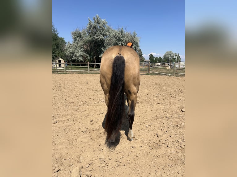 American Quarter Horse Castrone 6 Anni 152 cm Pelle di daino in Fort Lupton, Co