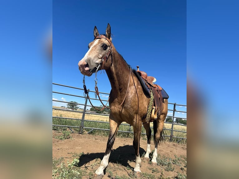 American Quarter Horse Castrone 6 Anni 152 cm Pelle di daino in Fort Lupton, Co