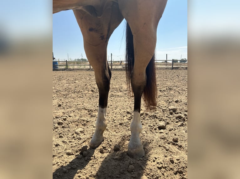 American Quarter Horse Castrone 6 Anni 152 cm Pelle di daino in Fort Lupton, Co