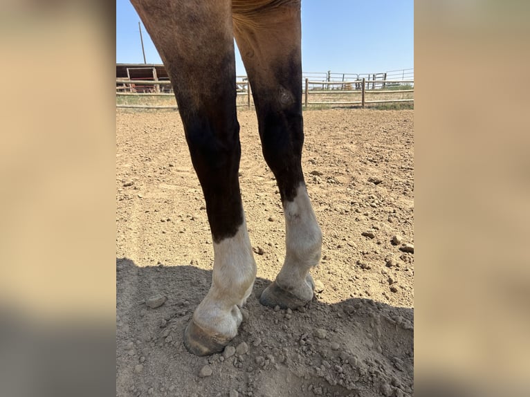 American Quarter Horse Castrone 6 Anni 152 cm Pelle di daino in Fort Lupton, Co