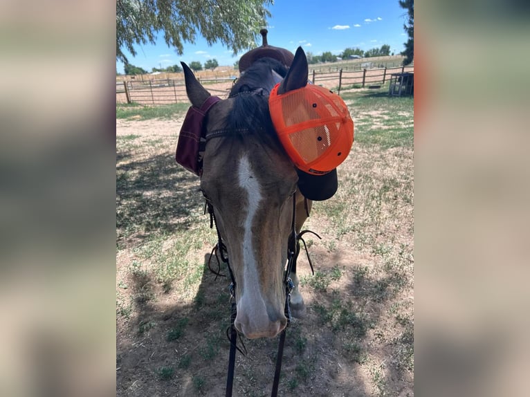 American Quarter Horse Castrone 6 Anni 152 cm Pelle di daino in Fort Lupton, Co