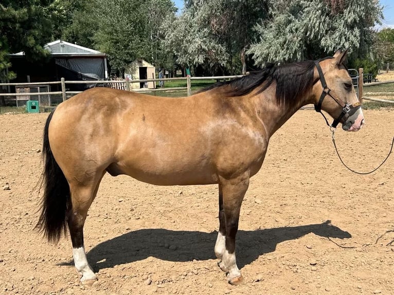 American Quarter Horse Castrone 6 Anni 152 cm Pelle di daino in Fort Lupton, Co