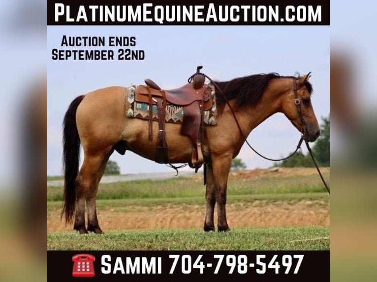 American Quarter Horse Castrone 6 Anni 152 cm Pelle di daino in Brooksville KY