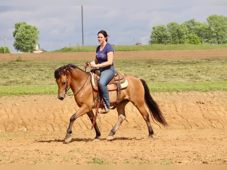 American Quarter Horse Castrone 6 Anni 152 cm Pelle di daino in Brooksville KY