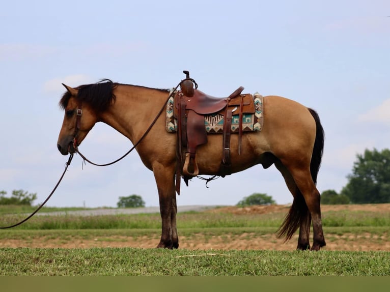 American Quarter Horse Castrone 6 Anni 152 cm Pelle di daino in Brooksville KY