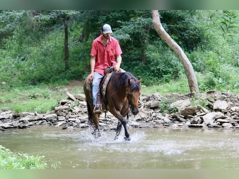 American Quarter Horse Castrone 6 Anni 152 cm Pelle di daino in Brooksville KY