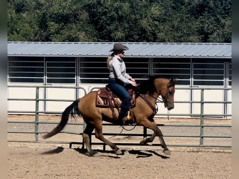 American Quarter Horse Castrone 6 Anni 152 cm Pelle di daino in Brooksville KY