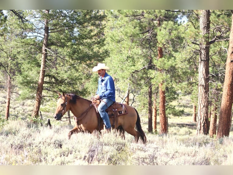 American Quarter Horse Castrone 6 Anni 152 cm Pelle di daino in Brooksville KY