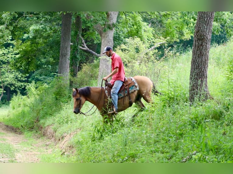 American Quarter Horse Castrone 6 Anni 152 cm Pelle di daino in Brooksville KY