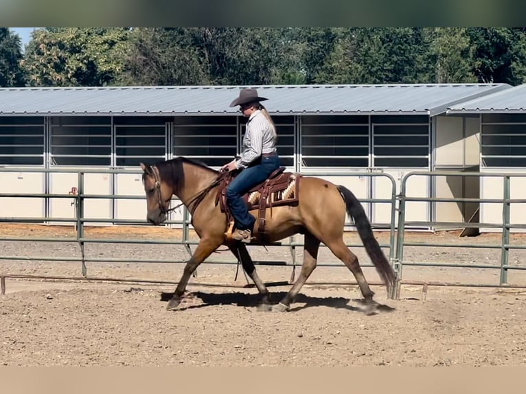 American Quarter Horse Castrone 6 Anni 152 cm Pelle di daino in Brooksville KY