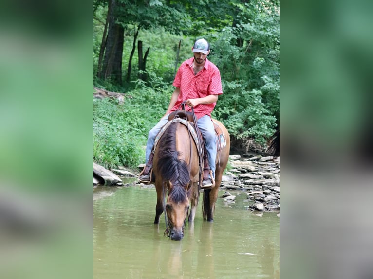 American Quarter Horse Castrone 6 Anni 152 cm Pelle di daino in Brooksville KY