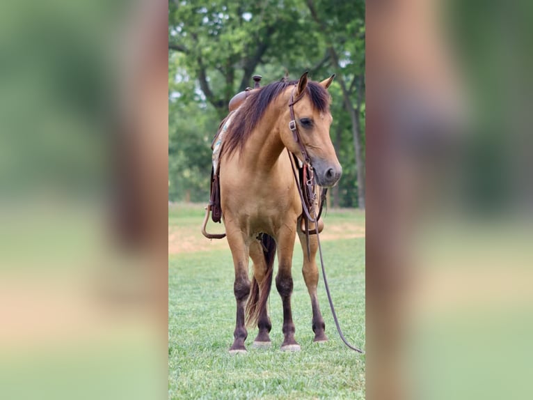 American Quarter Horse Castrone 6 Anni 152 cm Pelle di daino in Brooksville KY