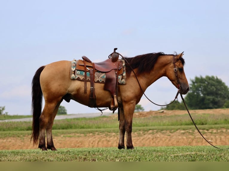 American Quarter Horse Castrone 6 Anni 152 cm Pelle di daino in Brooksville KY