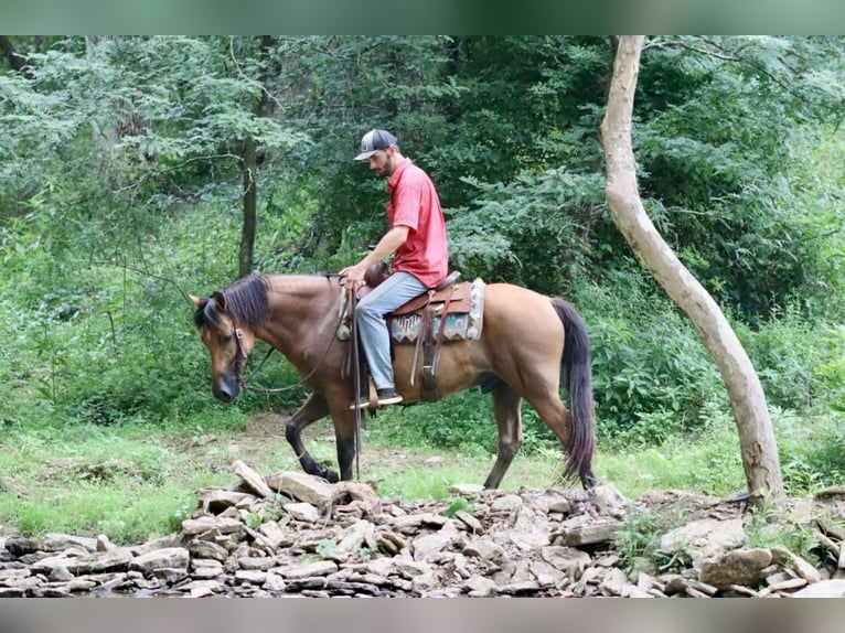 American Quarter Horse Castrone 6 Anni 152 cm Pelle di daino in Brooksville KY