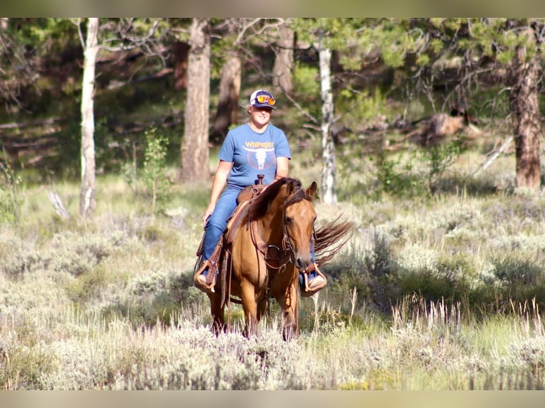 American Quarter Horse Castrone 6 Anni 152 cm Pelle di daino in Brooksville KY