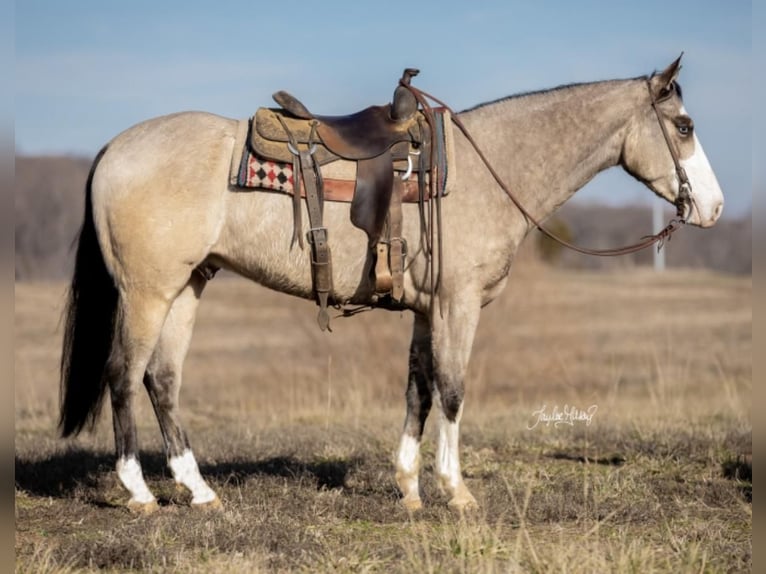 American Quarter Horse Castrone 6 Anni 152 cm Pelle di daino in Madisonville, KY