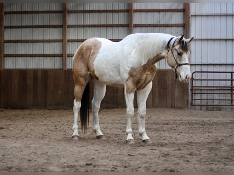 American Quarter Horse Castrone 6 Anni 152 cm Pelle di daino in NOrth Judson IN