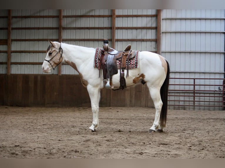 American Quarter Horse Castrone 6 Anni 152 cm Pelle di daino in NOrth Judson IN