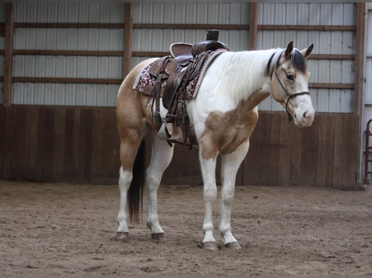 American Quarter Horse Castrone 6 Anni 152 cm Pelle di daino in NOrth Judson IN