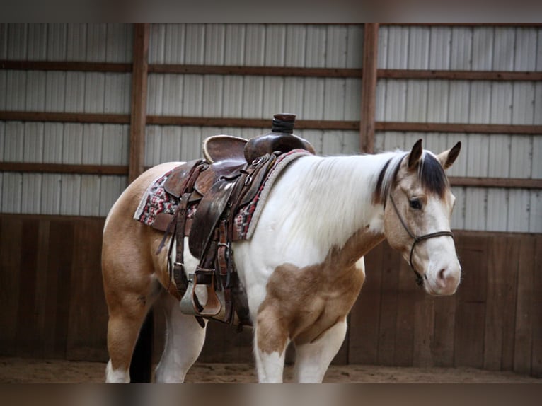 American Quarter Horse Castrone 6 Anni 152 cm Pelle di daino in NOrth Judson IN