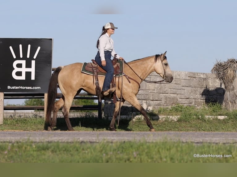 American Quarter Horse Castrone 6 Anni 152 cm Pelle di daino in Weatherford TX