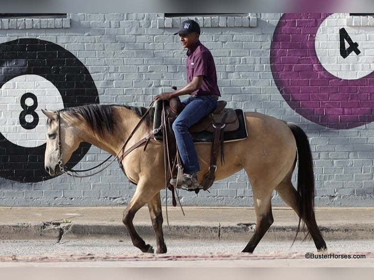 American Quarter Horse Castrone 6 Anni 152 cm Pelle di daino in Weatherford TX